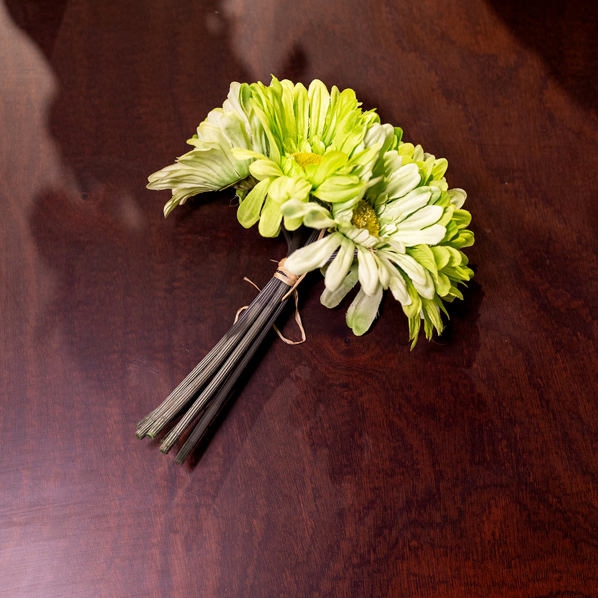African Daisy, 7 Flowers, Green