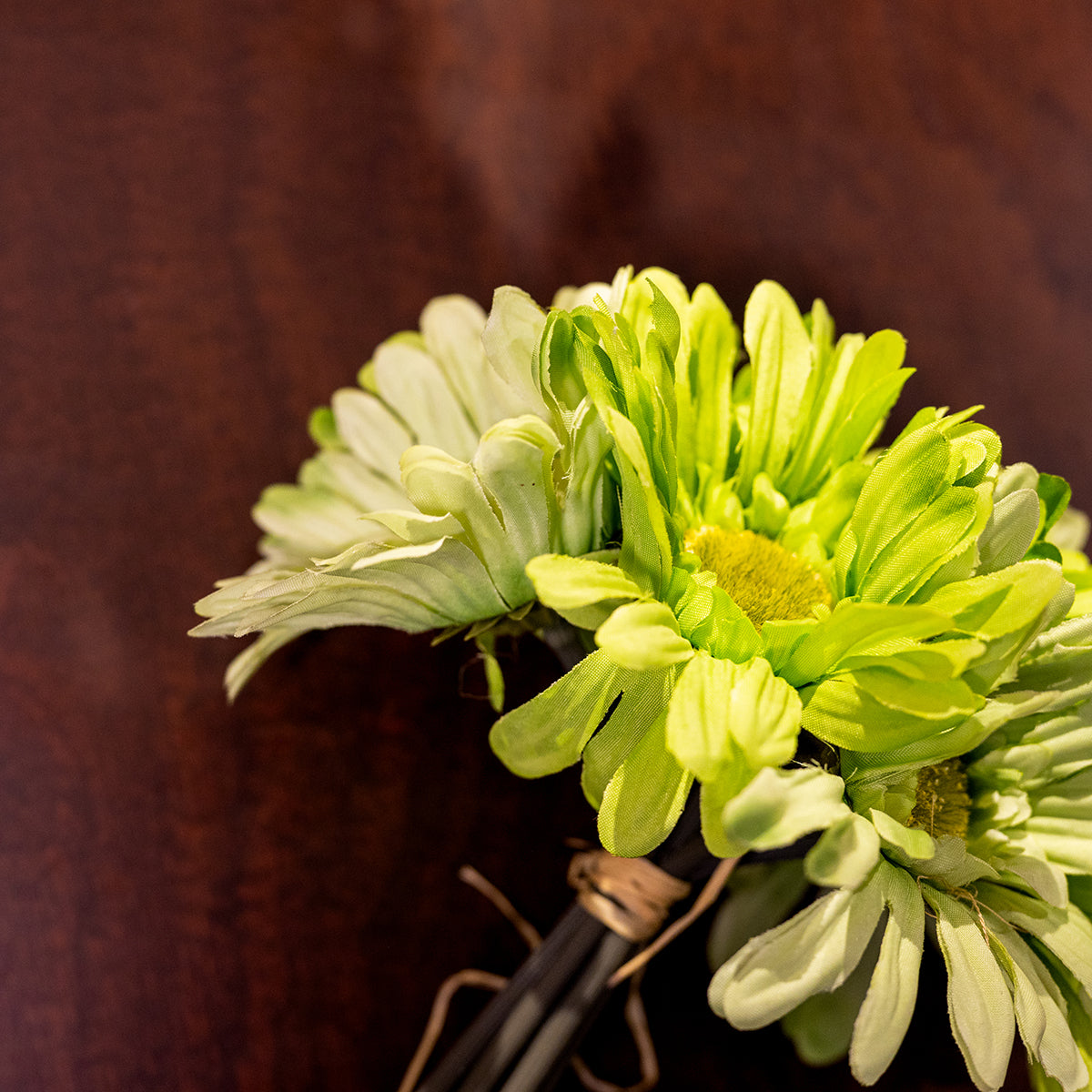 African Daisy, 7 Flowers, Green