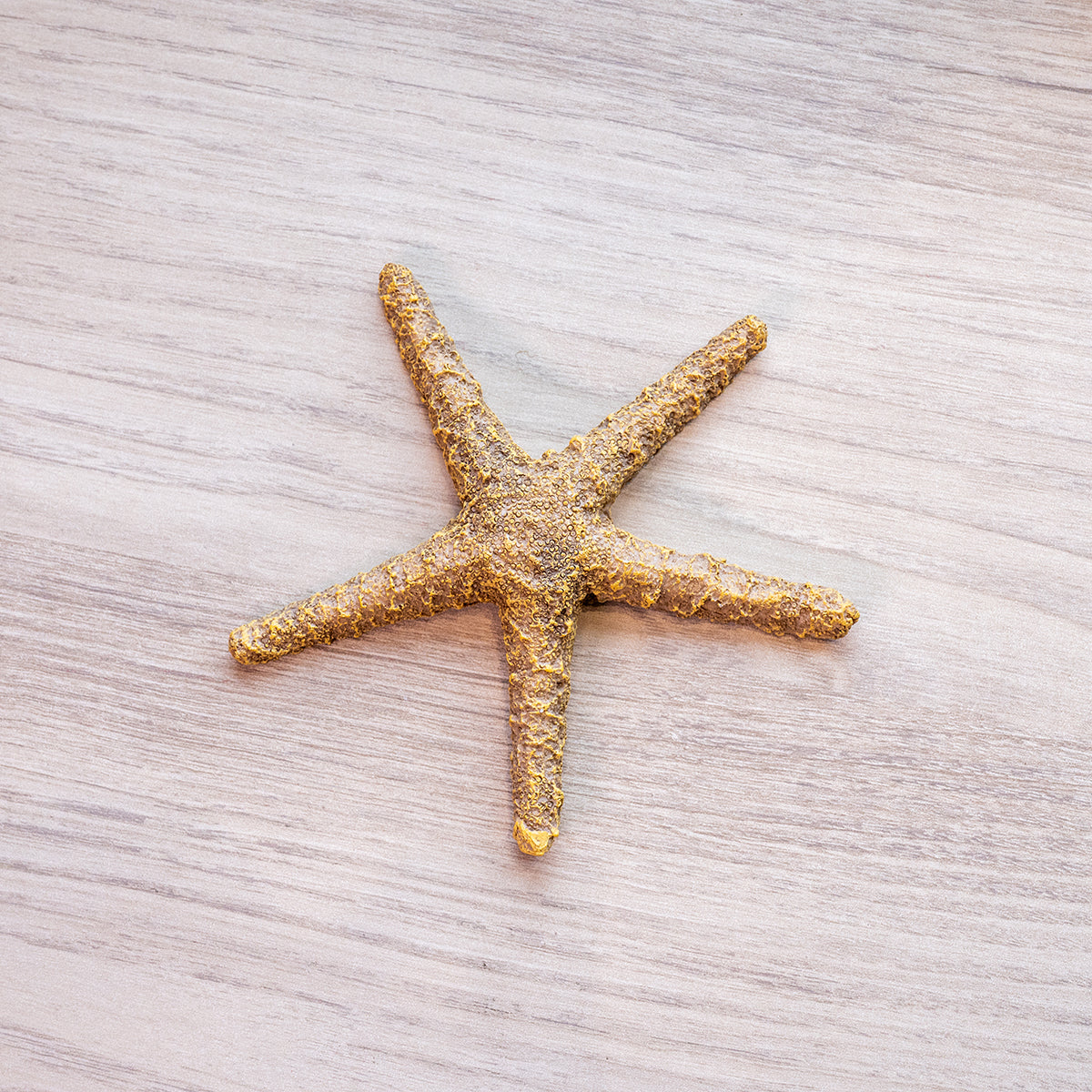 Round Resin Starfish Decoration, Brown