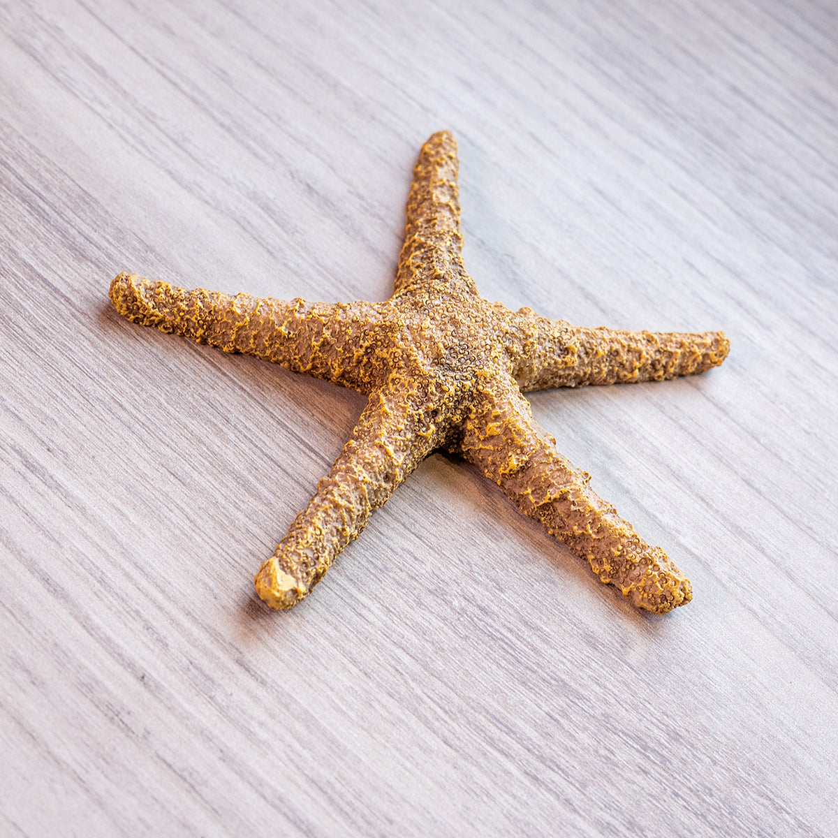 Round Resin Starfish Decoration, Brown