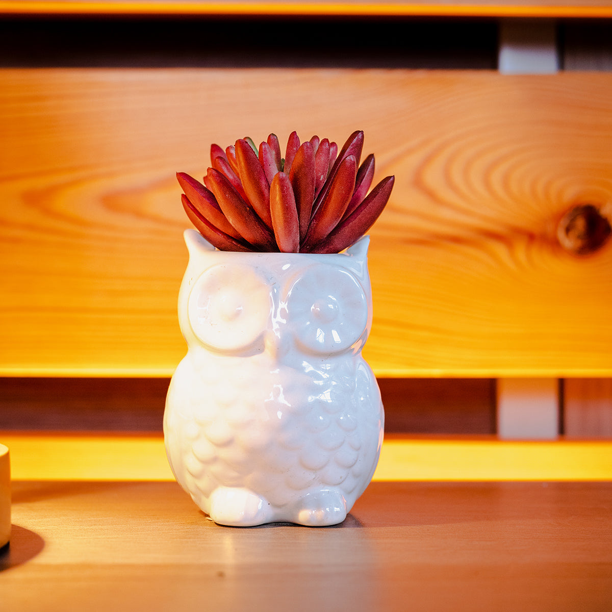 Chilli Fruit Plant, Red