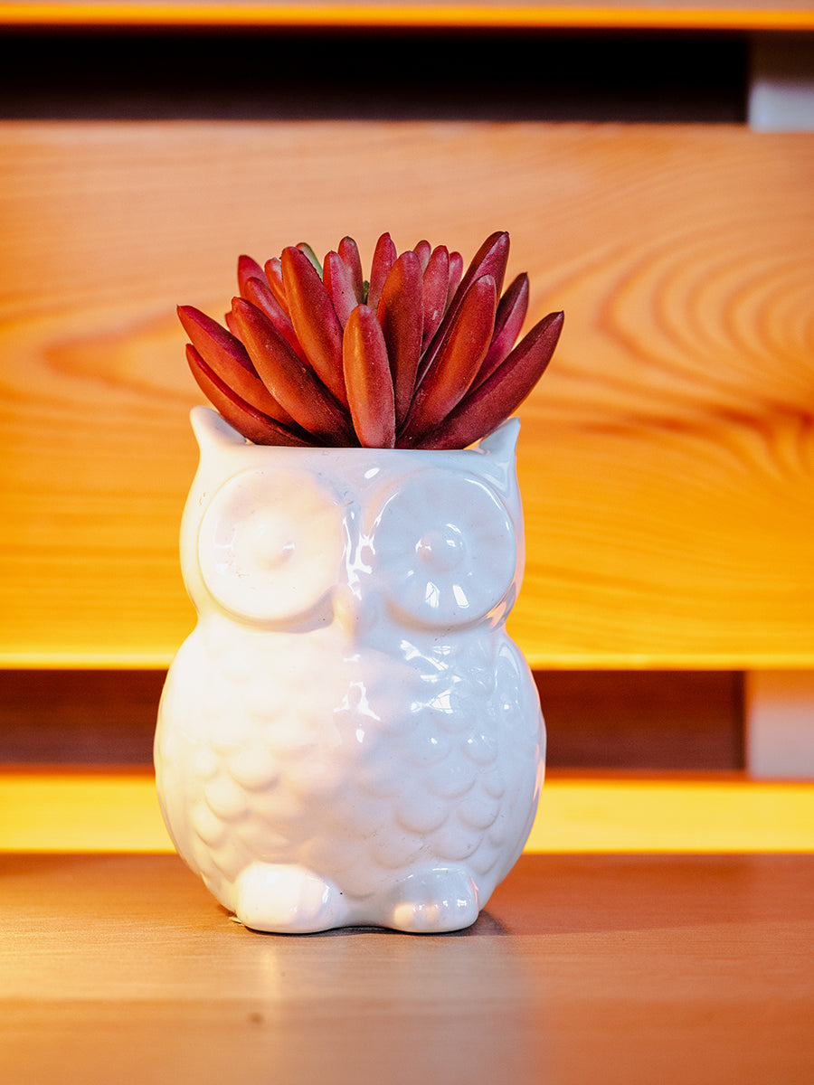 Chilli Fruit Plant, Red