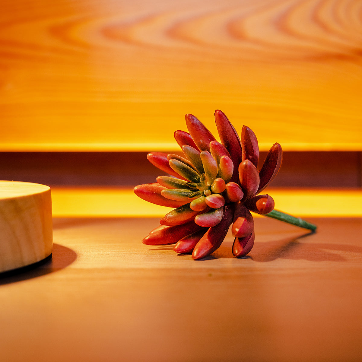 Chilli Fruit Plant, Red