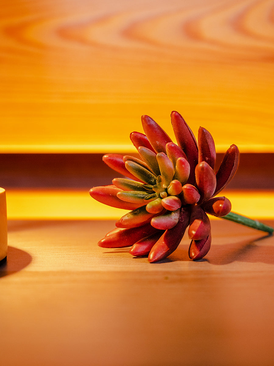 Chilli Fruit Plant, Red