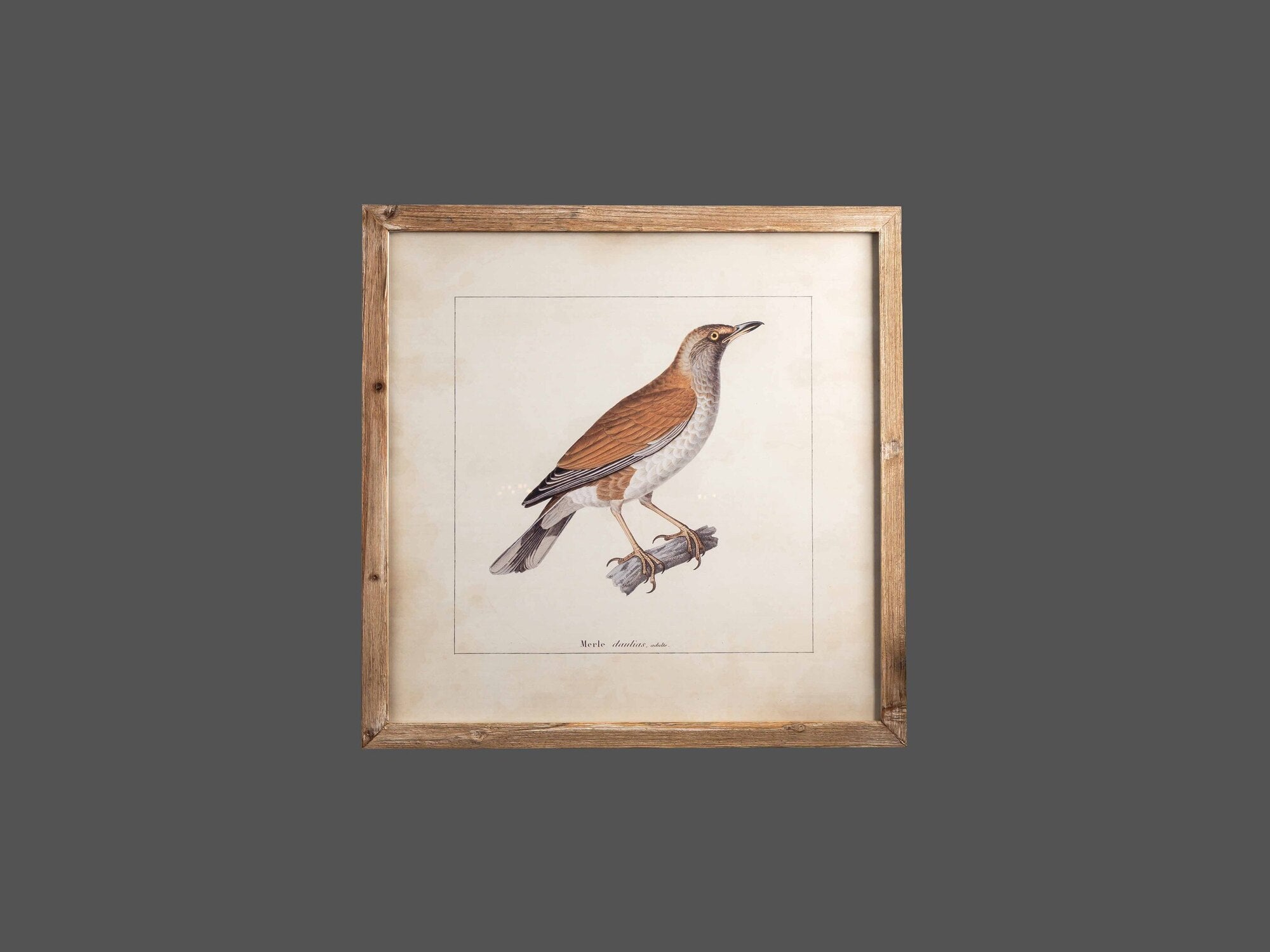 Wood Framed Wall Art w/ Bird Image, Styles 2