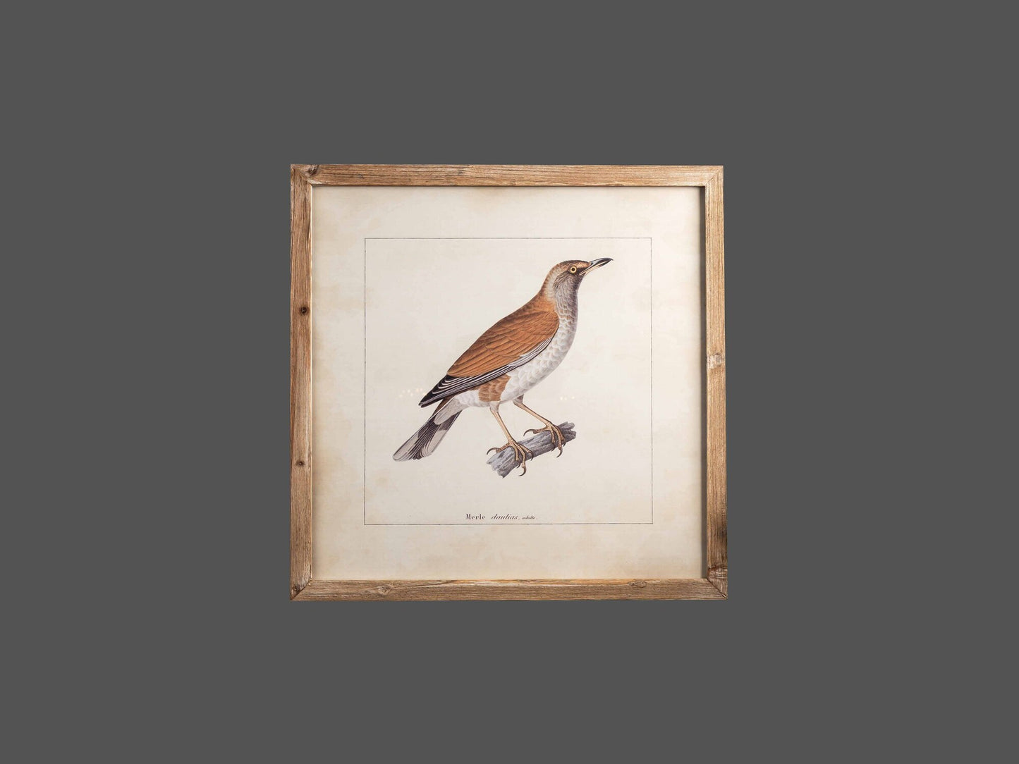 Wood Framed Wall Art w/ Bird Image, Styles 2