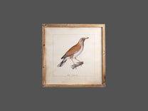 Wood Framed Wall Art w/ Bird Image, Styles 2