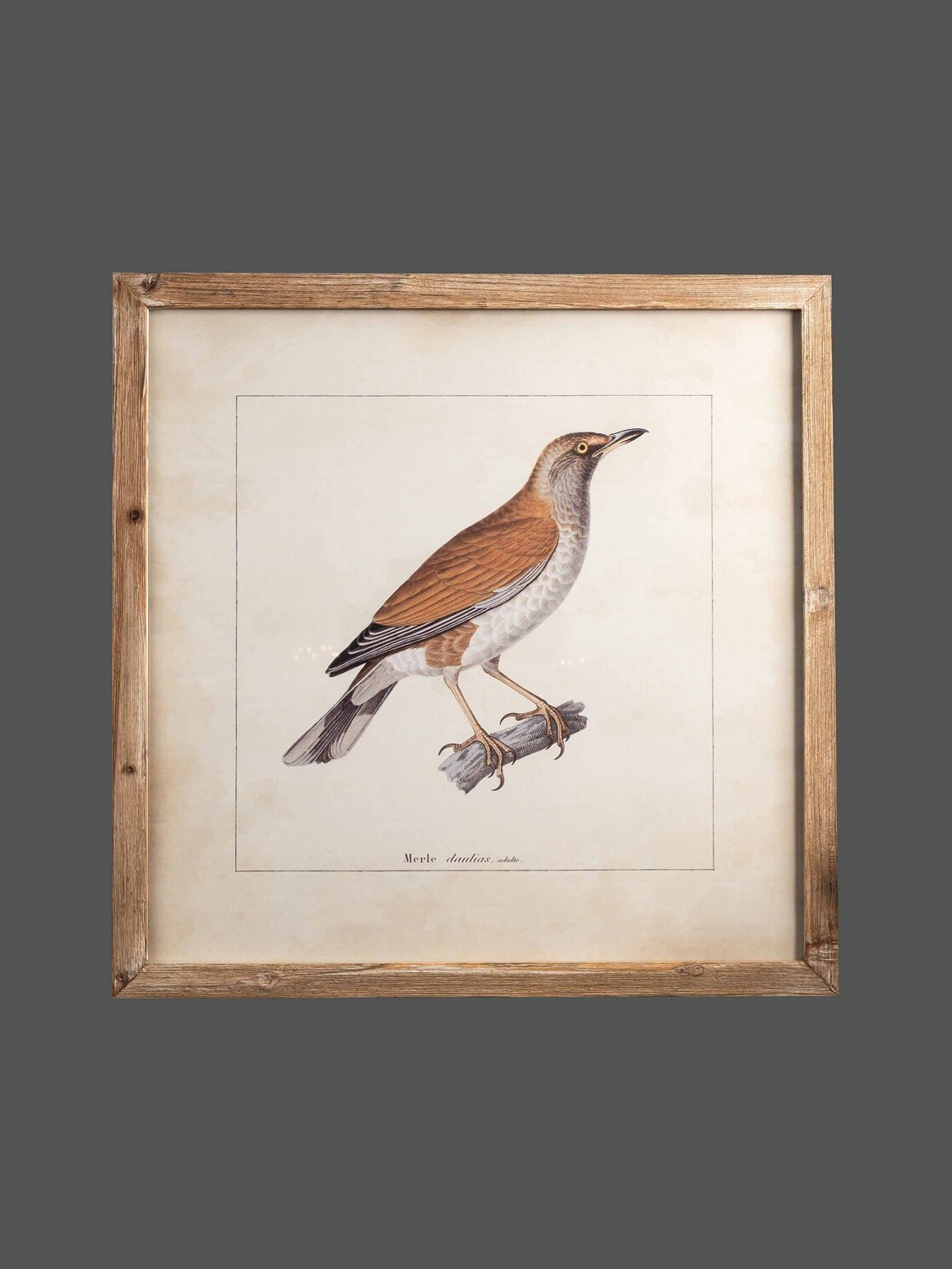 Wood Framed Wall Art w/ Bird Image, Styles 2