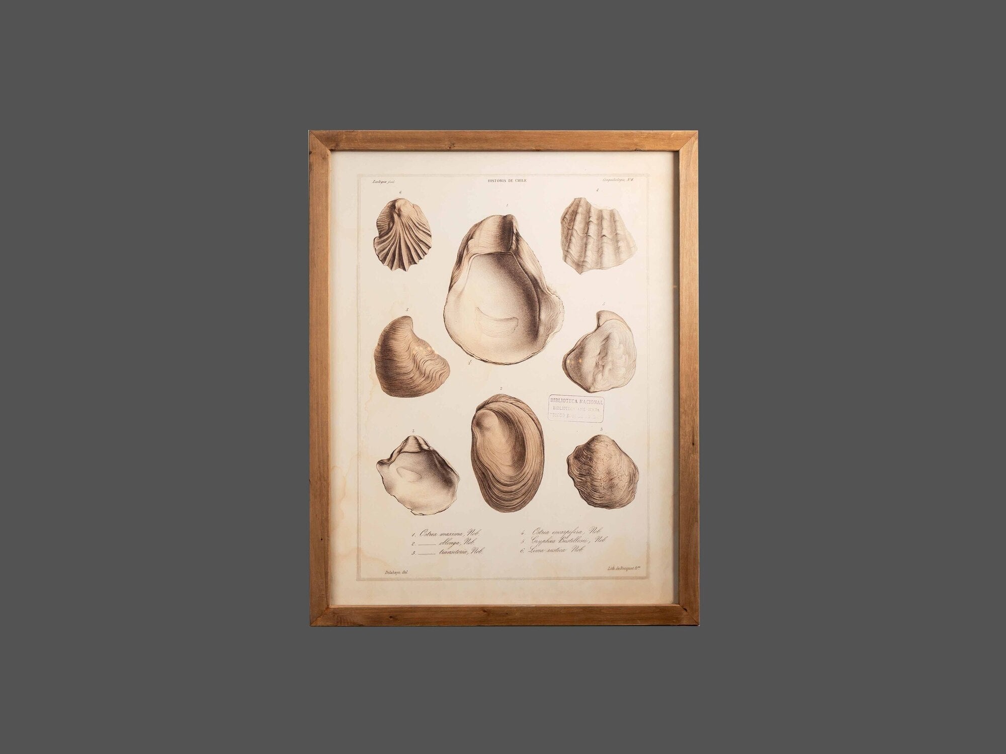 Wood Framed Wall Art w/ Shells, Styles 2