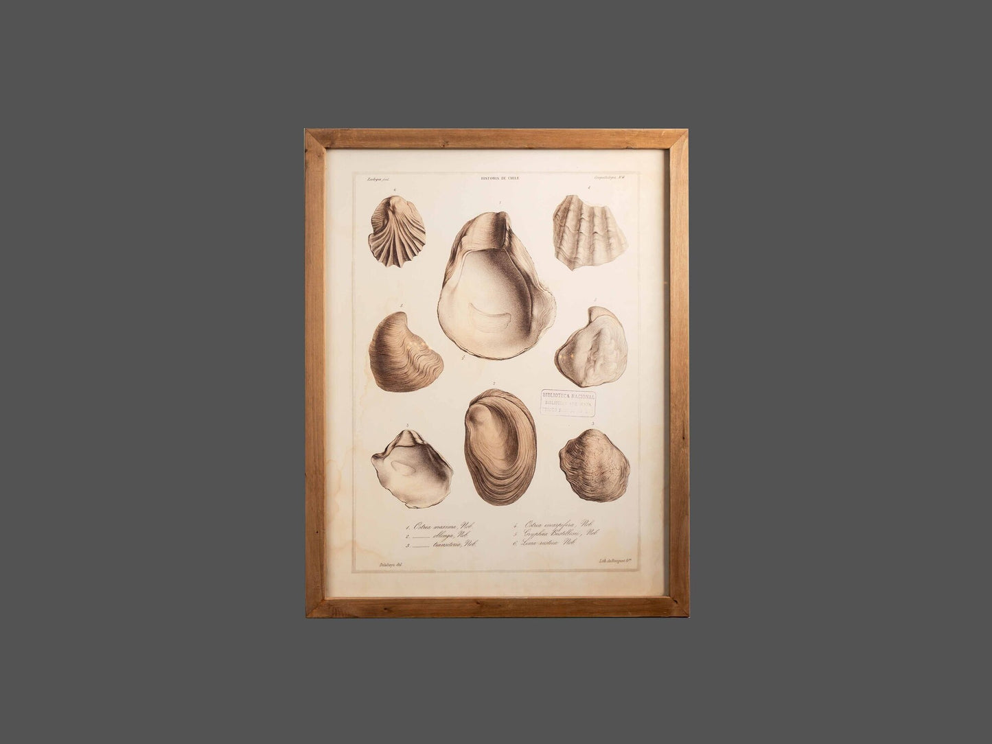 Wood Framed Wall Art w/ Shells, Styles 2