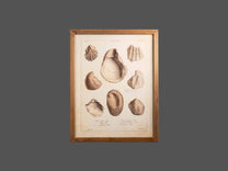 Wood Framed Wall Art w/ Shells, Styles 2