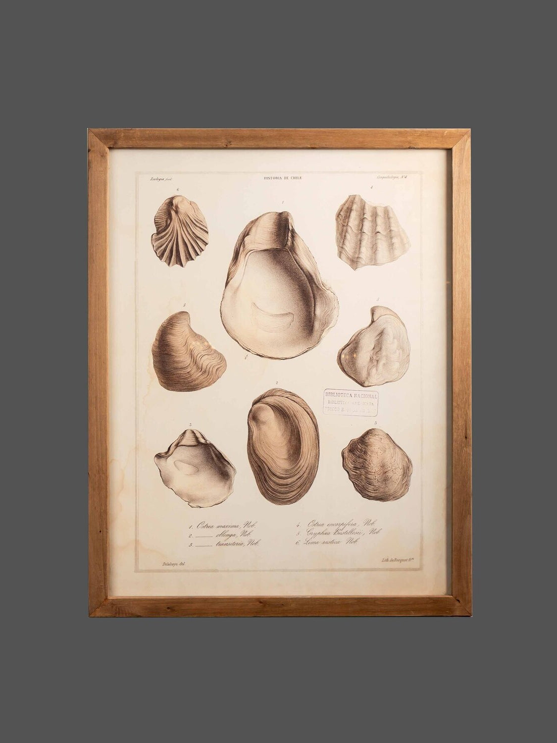 Wood Framed Wall Art w/ Shells, Styles 2
