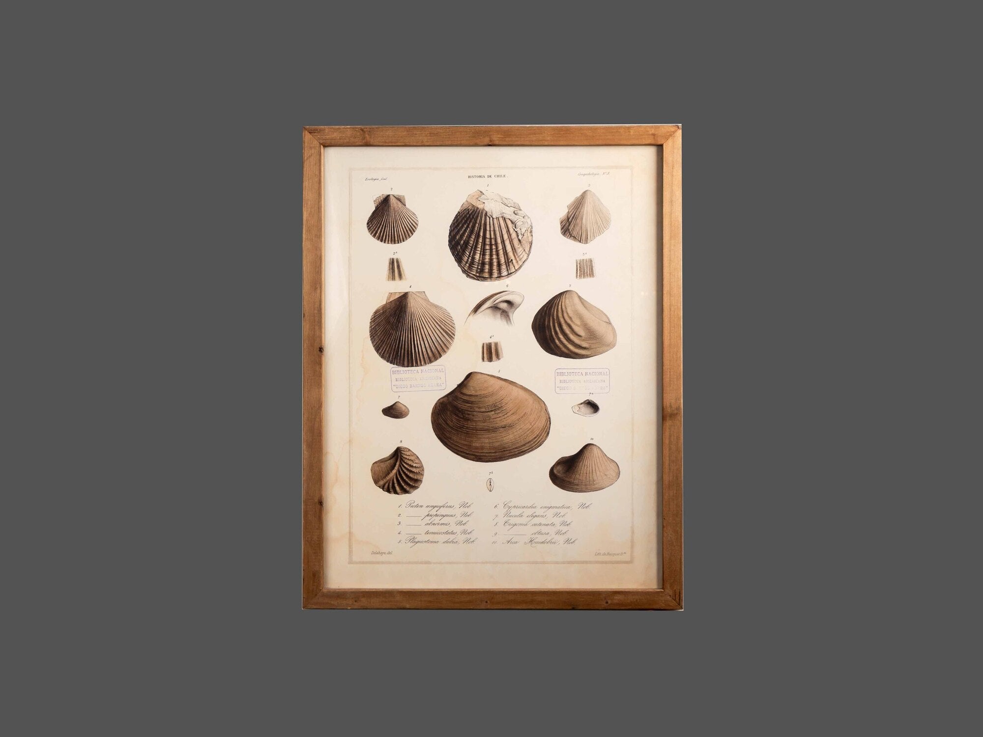 Wood Framed Wall Art w/ Shells, Styles 1