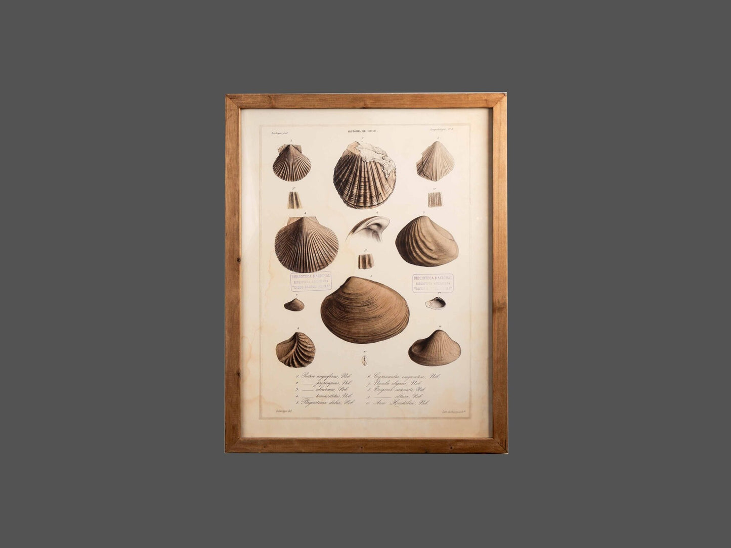 Wood Framed Wall Art w/ Shells, Styles 1