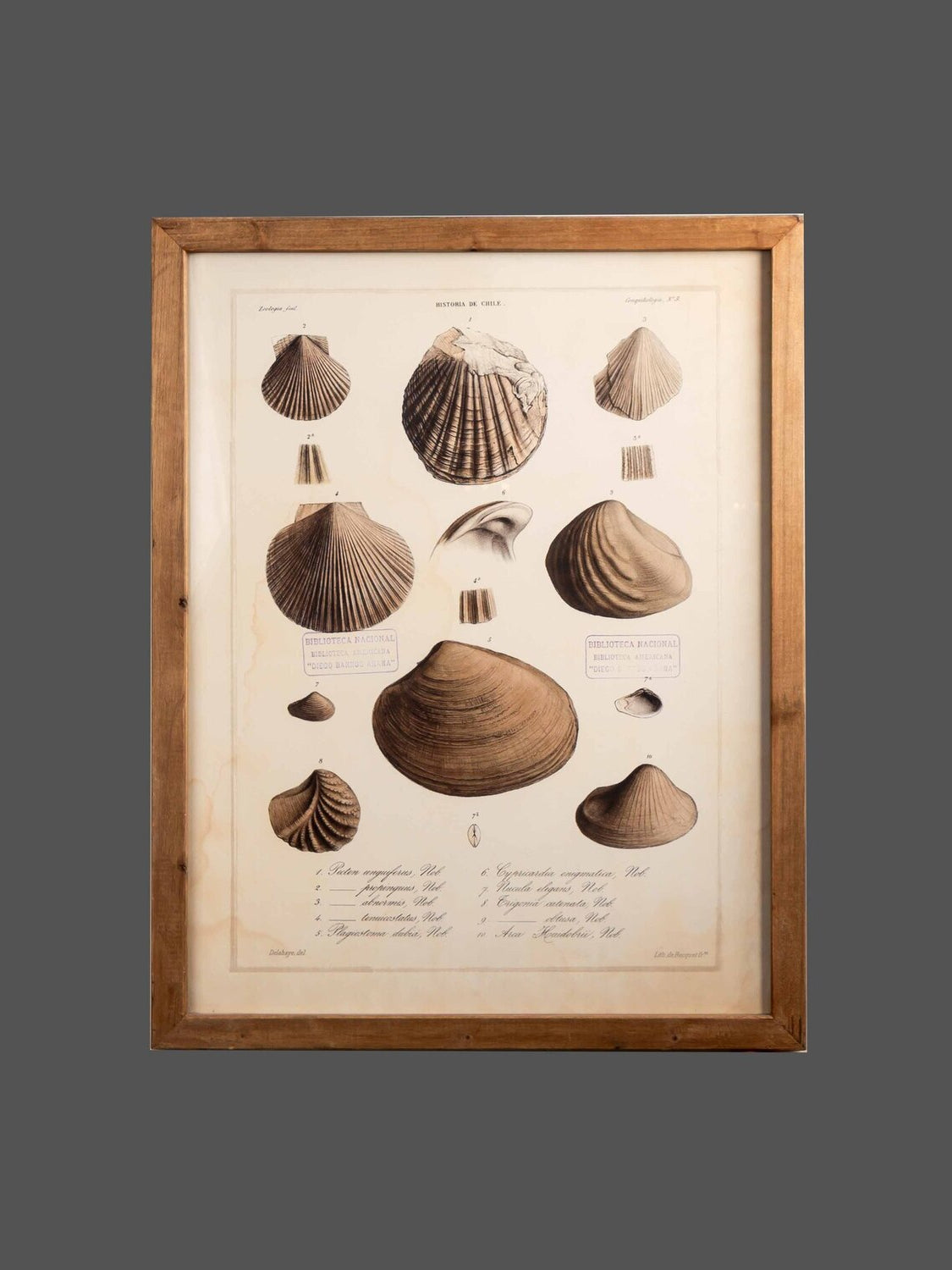 Wood Framed Wall Art w/ Shells, Styles 1