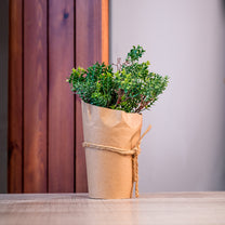 Large Artificial Plant in Paper Wrapped Pot
