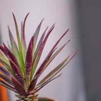 Artificial Plant in Pot
