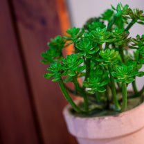 Artificial Plant in Pot