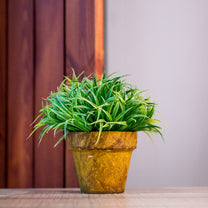 Faux Greenery
