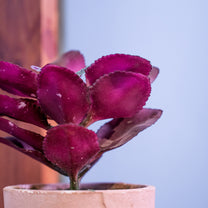 Artificial Plant in Pot