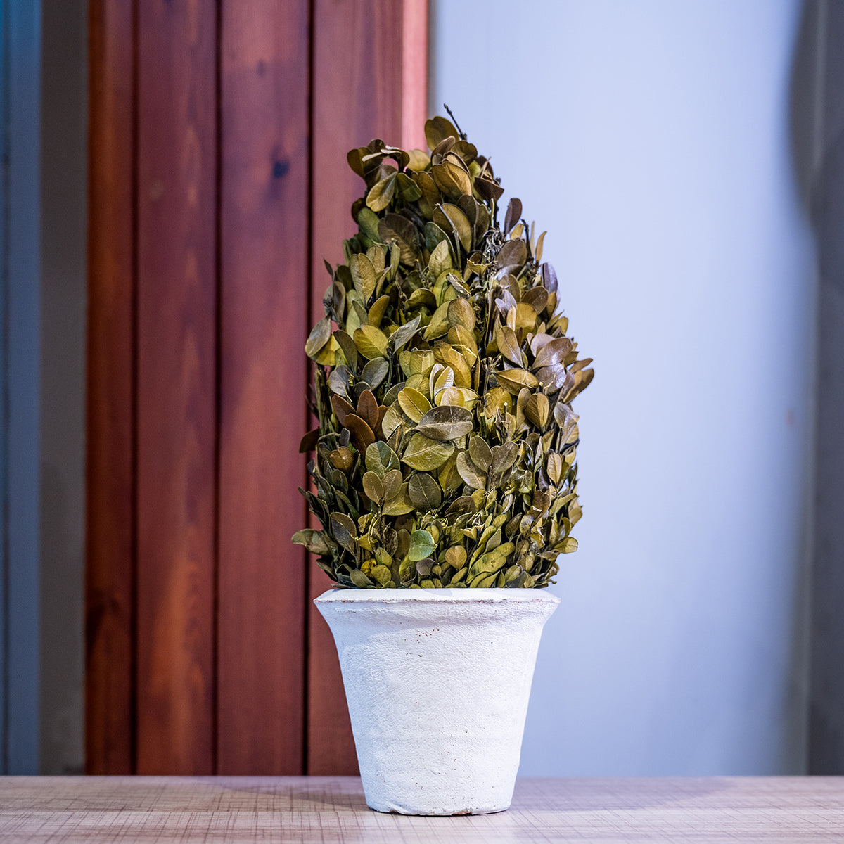 Preserved Boxwood Cone Shaped Topiary In Clay Pot, Medium