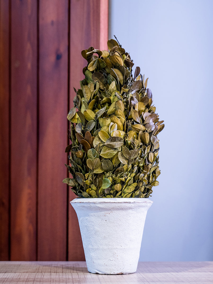 Preserved Boxwood Cone Shaped Topiary In Clay Pot, Medium
