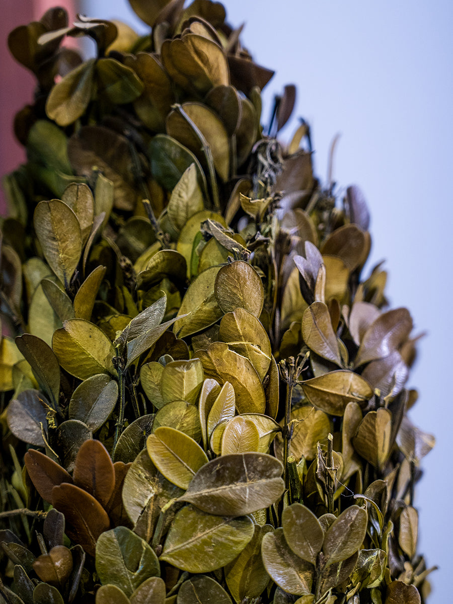 Preserved Boxwood Cone Shaped Topiary In Clay Pot, Medium
