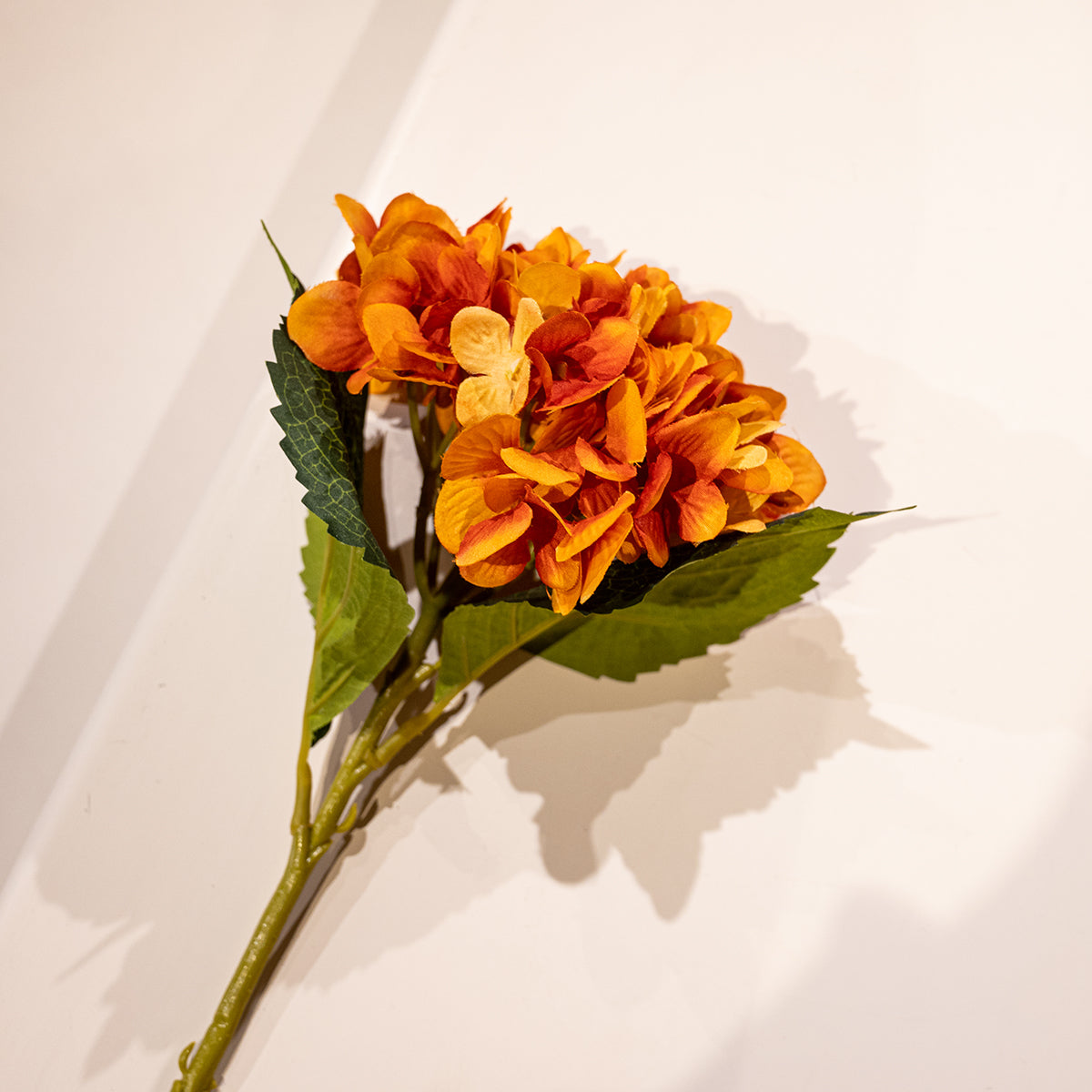 Hydrangea, Orange, Small