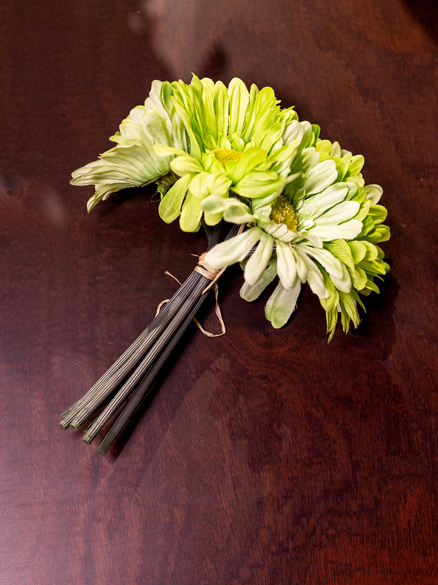 African Daisy, 7 Flowers, Green