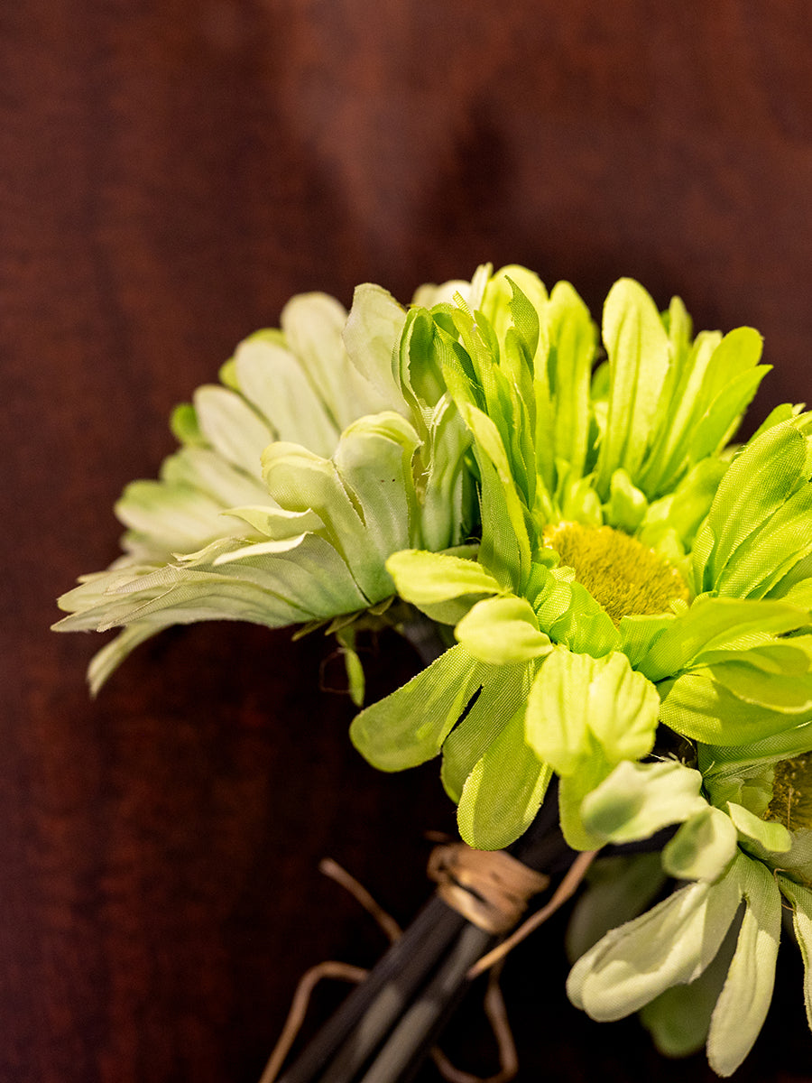 African Daisy, 7 Flowers, Green