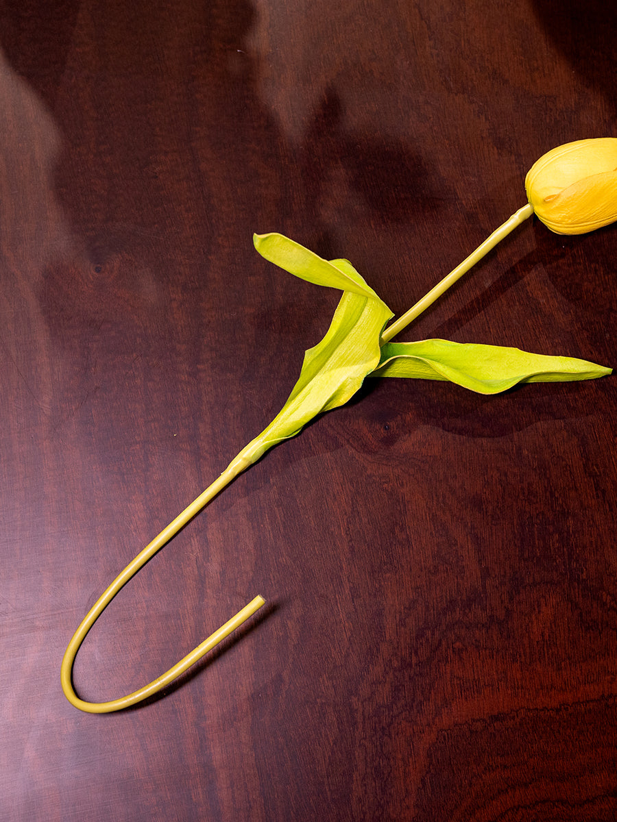 Tulip, Yellow, Medium