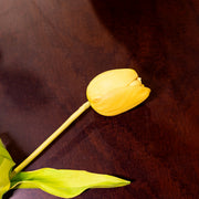 Tulip, Yellow, Medium