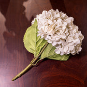 Large Hydrangea, Cream