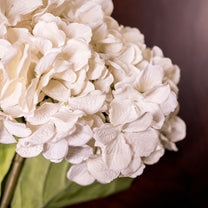 Large Hydrangea, Cream