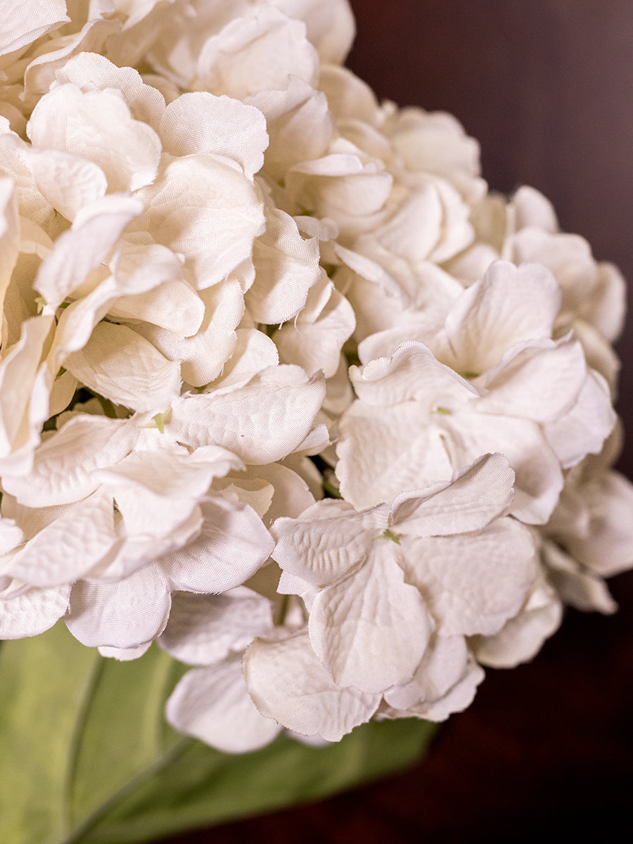 Large Hydrangea, Cream