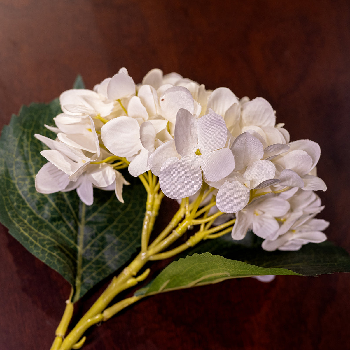Hydrangea, White, Small