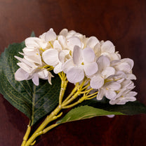 Hydrangea, White, Small