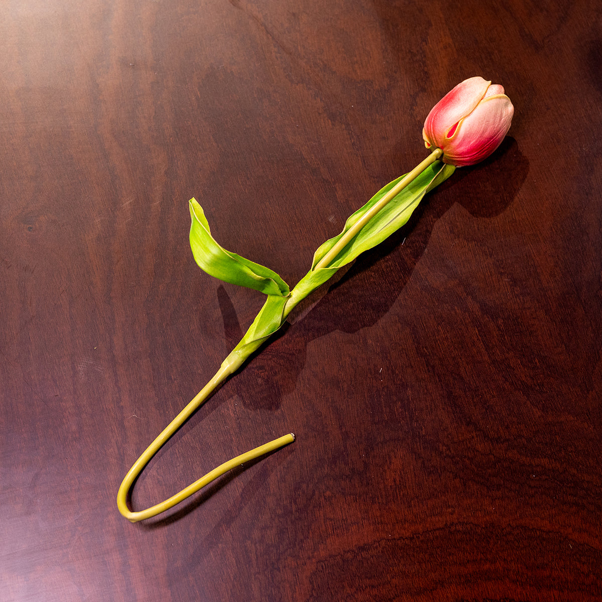 Tulip, Rosered, Medium