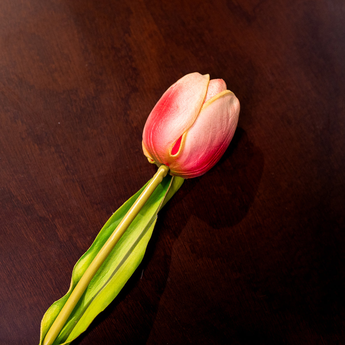 Tulip, Rosered, Medium