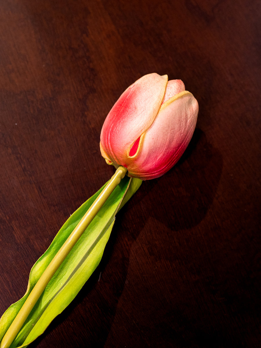 Tulip, Rosered, Medium