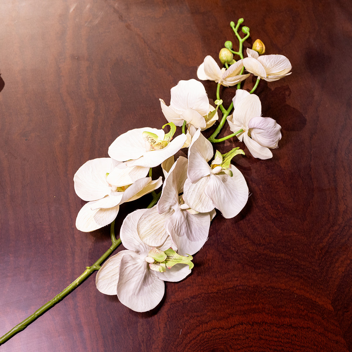 Orchid
