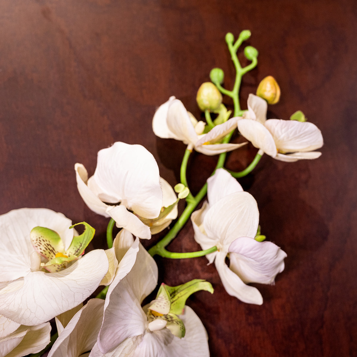 Orchid