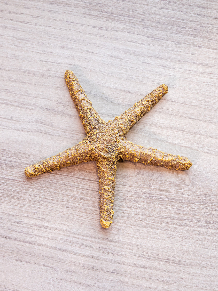 Round Resin Starfish Decoration, Brown