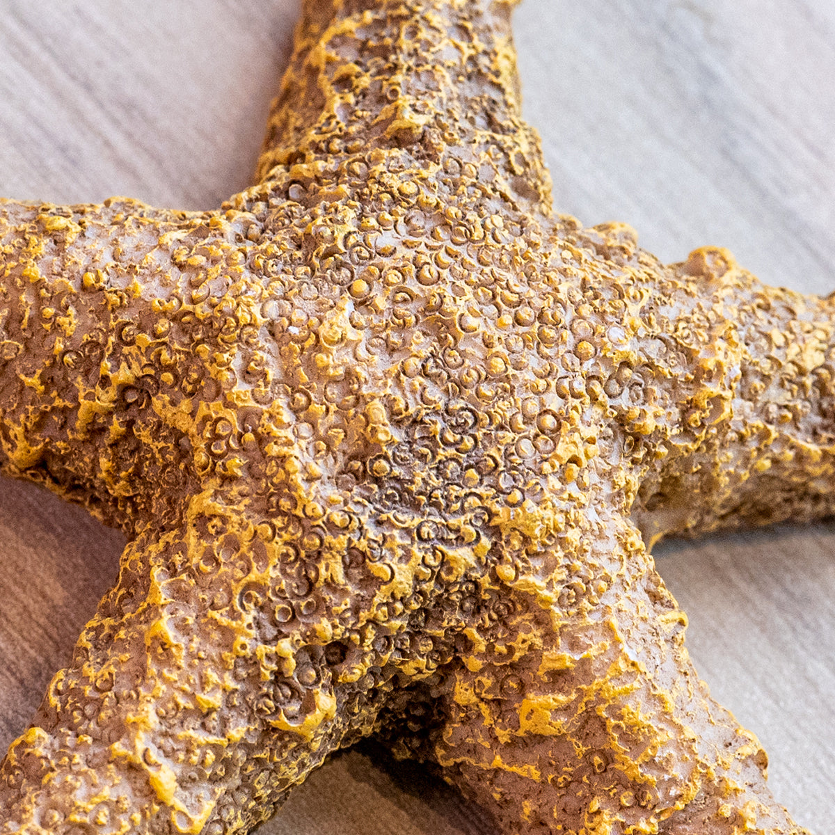 Round Resin Starfish Decoration, Brown