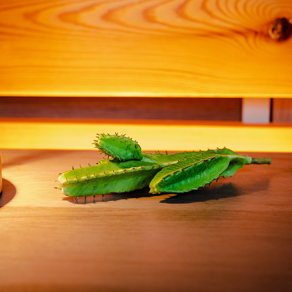 Cactus, Green