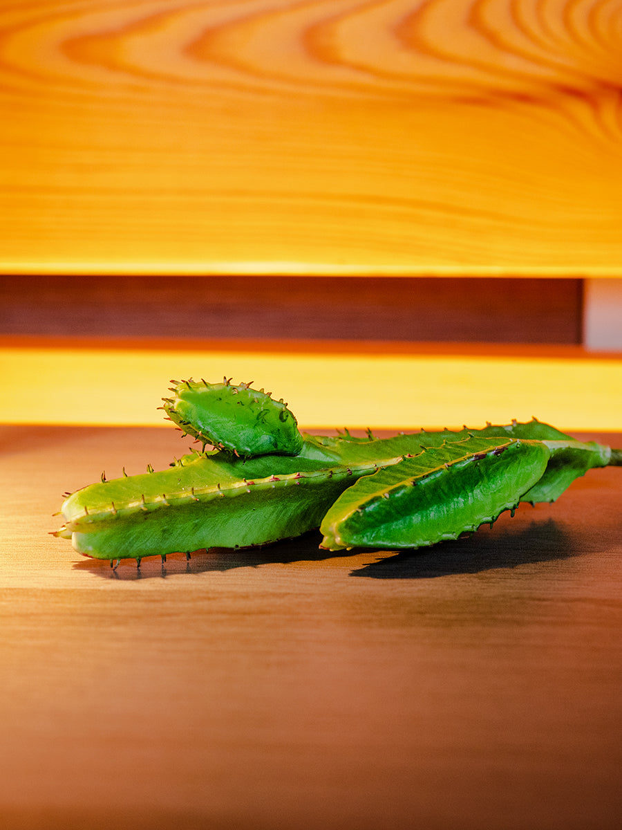 Cactus, Green