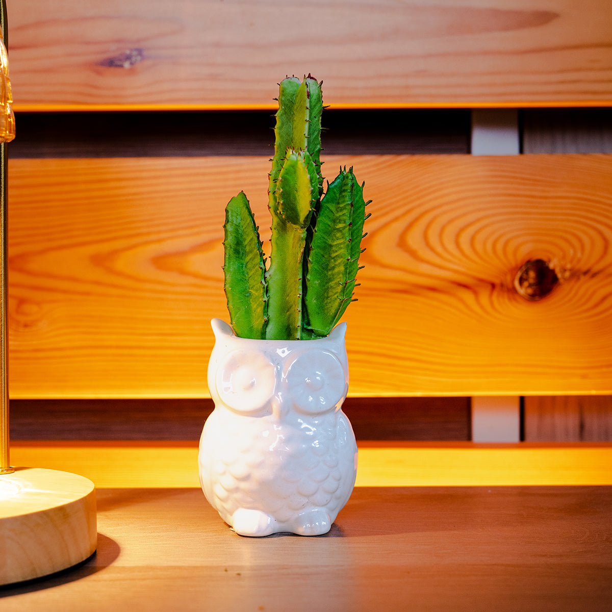 Cactus, Green