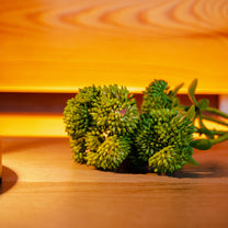 Stonecrop,6 Flowers, Green