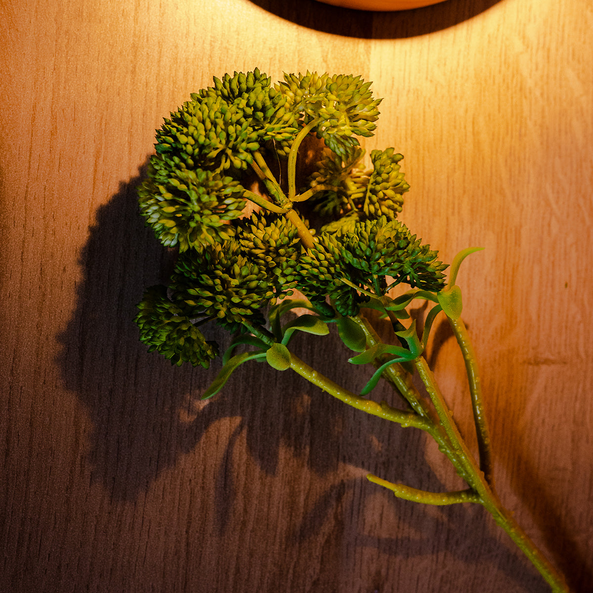 Stonecrop,6 Flowers, Green