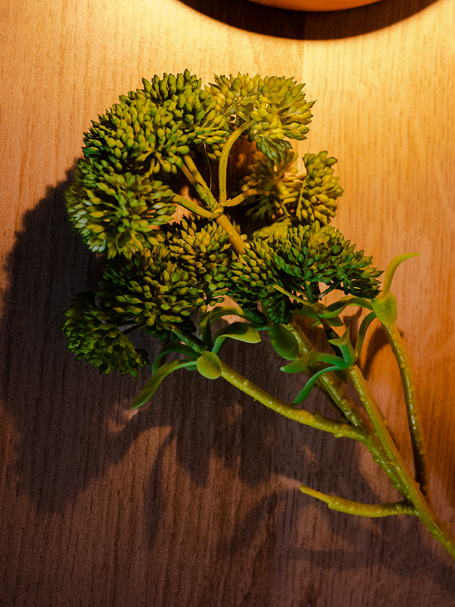 Stonecrop,6 Flowers, Green